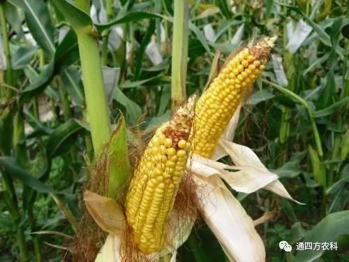 ���׶d���c�՗U��ԭ����